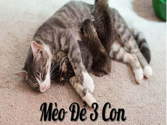 meo-de-3-con-hen-hay-xui